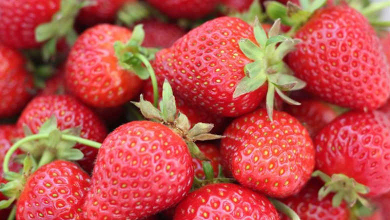 ep fresas 20260304173004 ep fresas 20260304173004