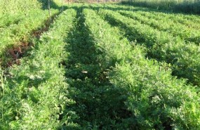 ep huerto ecologico