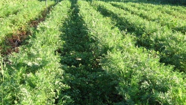 ep huerto ecologico