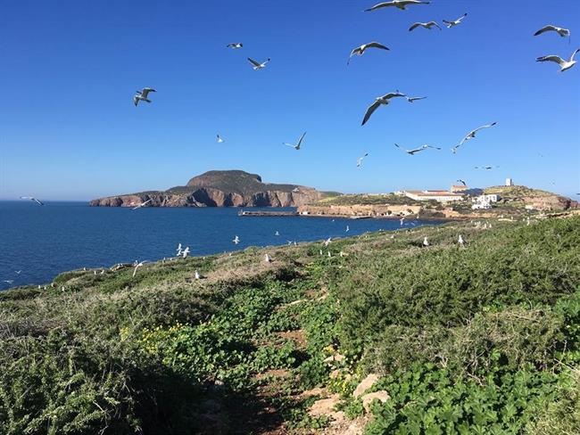 Islas Chafarinas | MAPAMA ep islas chafarinas