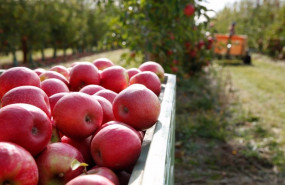 ep manzanas de pink lady 20201217174604