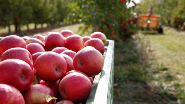 ep manzanas de pink lady 20201217174604
