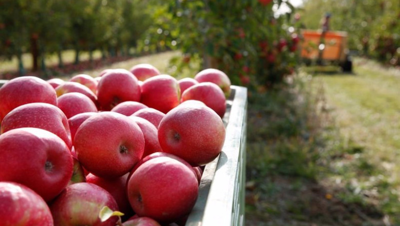 ep manzanas de pink lady 20201217174604 ep manzanas de pink lady 20201217174604