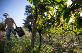 ep trabajadores de la bodega txabarri recogen uvas durante la vendimia para producir txakoli de
