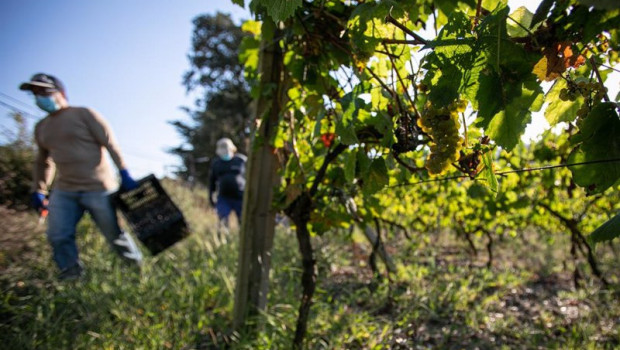 ep trabajadores de la bodega txabarri recogen uvas durante la vendimia para producir txakoli de