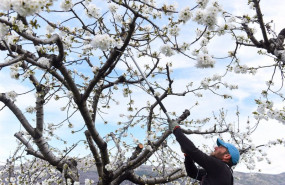 ep un agricultor miguel dominguez poda un cerezo durante su floracion en una de las sierras del