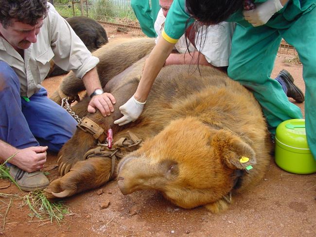 Un equipo medico atiende a un oso en el parque natural de Cabárceno | COLEGIO VETERINARIO DE CANTABRIA - Archivo ep un equipo medico atiendeun osoparque naturalcabarceno