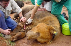 ep un equipo medico atiendeun osoparque naturalcabarceno