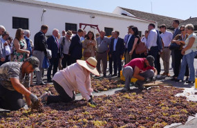 ep varios campesinos hacen una seleccion de uvas px en montilla ante el ministro de agricultura ep varios campesinos hacen una seleccion de uvas px en montilla ante el ministro de agricultura