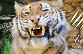 1583396856 3 bannerweb 2018