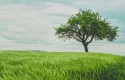 arbol arbol