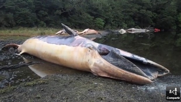 ballenas chile muertas