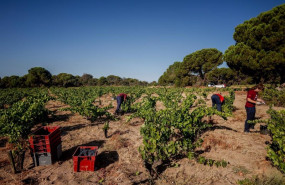 ep archivo   dos trabajadores recogen uvas en el campo