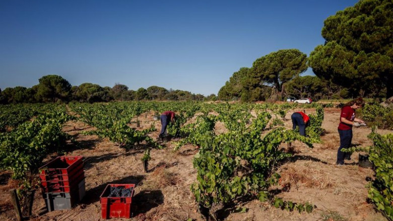 ep archivo   dos trabajadores recogen uvas en el campo