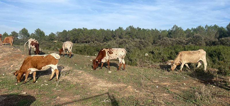Archivo - El plazo para solicitar las ayudas de la Política Agraria Común para 2026 comienza el próximo 1 de febrero. | AVA-ASAJA - Archivo ep archivo el plazo para solicitar las ayudas de la politica agraria comun para 2026 comienza el