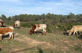 ep archivo   el plazo para solicitar las ayudas de la politica agraria comun para 2026 comienza el