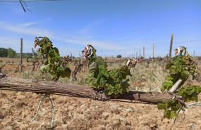 ep imagen de un vinedo de ribera del duero afectado por las heladas y por la sequia ep imagen de un vinedo de ribera del duero afectado por las heladas y por la sequia