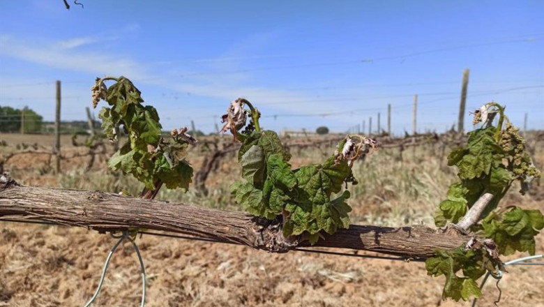 ep imagen de un vinedo de ribera del duero afectado por las heladas y por la sequia ep imagen de un vinedo de ribera del duero afectado por las heladas y por la sequia