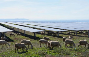ep ovejas bajo los paneles solares en italia