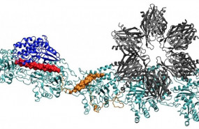 ep un modelo de la proteina camkii investigadores de la universidad de rice la universidad de