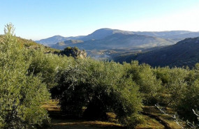 ep vistas al olivar de huelma jaen