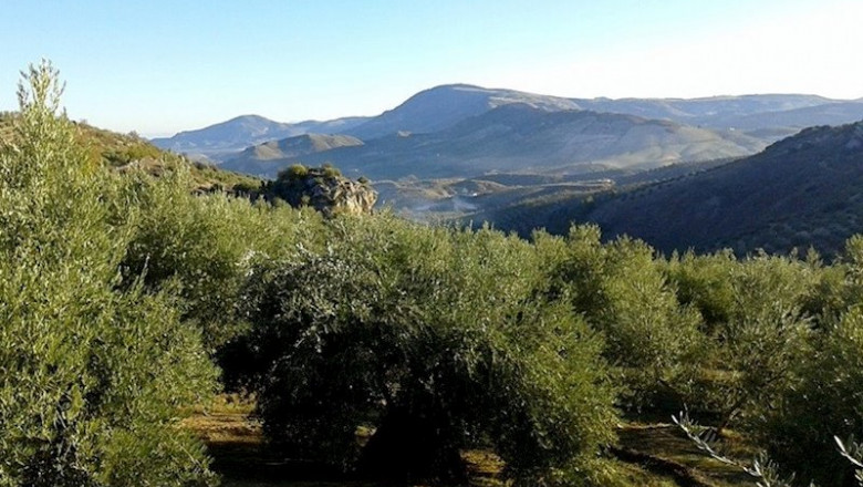 Vistas al olivar de Huelma (Jaén) | ANDALUCÍA ep vistas al olivar de huelma jaen