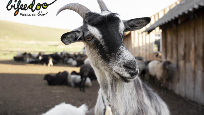 1643282532 pienso ecologico cabras