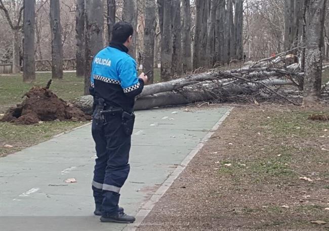 ep arbol caidopaseocid valladolid