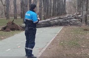 ep arbol caidopaseocid valladolid