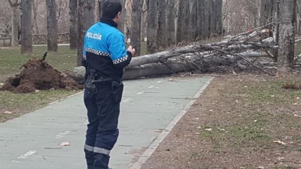 ep arbol caidopaseocid valladolid