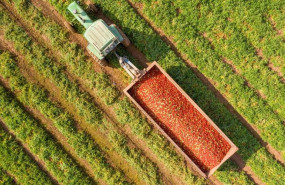 ep archivo   un tractor con tomates en el campo