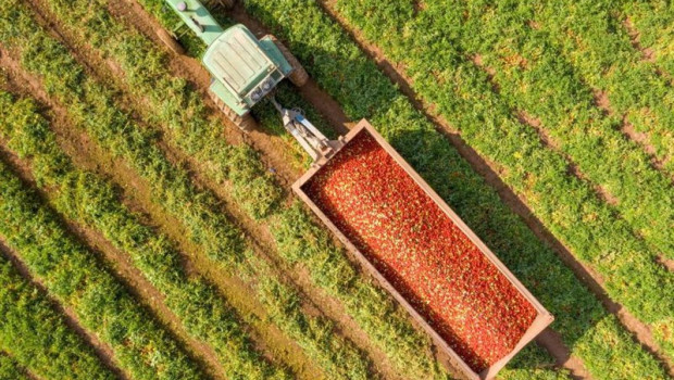 ep archivo   un tractor con tomates en el campo