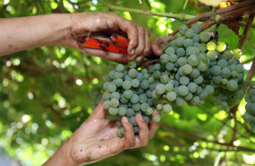 ep archivo   uvas recolectadas en la vendimia de as rias baixas