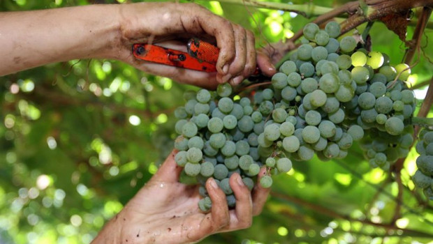 ep archivo   uvas recolectadas en la vendimia de as rias baixas