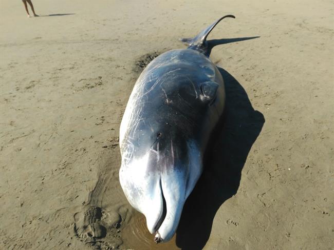Cría de ballenato de Cuvier aparecida en la playa de Punta del Moral. | EUROPA PRESS/JUNTA DE ANDALUCÍA ep criaballenatocuvier aparecidala playapuntamoral