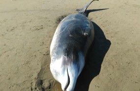 ep criaballenatocuvier aparecidala playapuntamoral