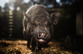 ep un cerdo en un santuario de animales a 9 de diciembre de 2025 en rubi barcelona catalunya espana