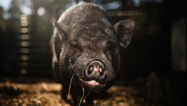 ep un cerdo en un santuario de animales a 9 de diciembre de 2025 en rubi barcelona catalunya espana ep un cerdo en un santuario de animales a 9 de diciembre de 2025 en rubi barcelona catalunya espana