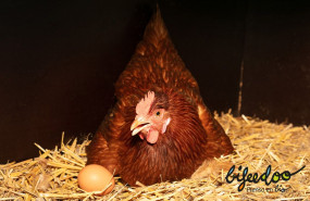 1653289950 pienso ecologico gallinas ponedoras cascara dura 1653289950 pienso ecologico gallinas ponedoras cascara dura