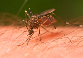 dengue_enfermedad_virus