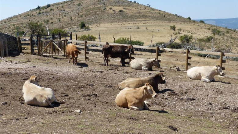 ep archivo vacas ganado vacuno ganaderia bovino ep archivo vacas ganado vacuno ganaderia bovino