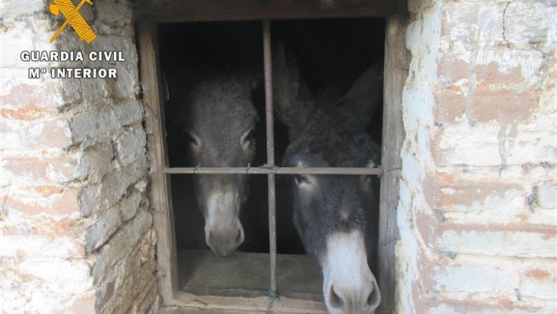 Dos de los animales supervivientes en la explotación | GUARDIA CIVIL - Archivo ep doslos animales supervivientesla explotacion