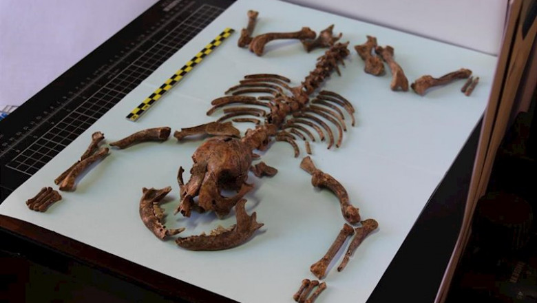 Esqueleto del perro encontrado | UGR - Archivo ep esqueleto del perro encontrado