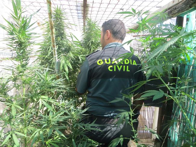 Imagen de archivo de una incautación de marihuana | EUROPA PRESS/GUARDIA CIVIL ep imagenarchivouna incautacionmarihuana