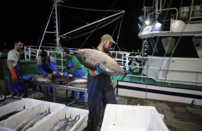 ep marineros de un barco y trabajadores de lonja descargan las piezas pescadas