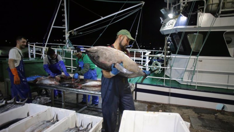 ep marineros de un barco y trabajadores de lonja descargan las piezas pescadas ep marineros de un barco y trabajadores de lonja descargan las piezas pescadas