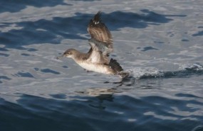 ep pardela balear ave pajaro mar especie animal