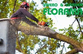 poda de arboles florama poda de arboles florama