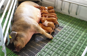 1238436 cerdito 1238436 cerdito