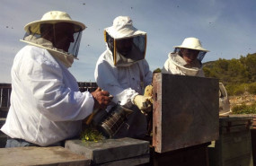 ep apicultores